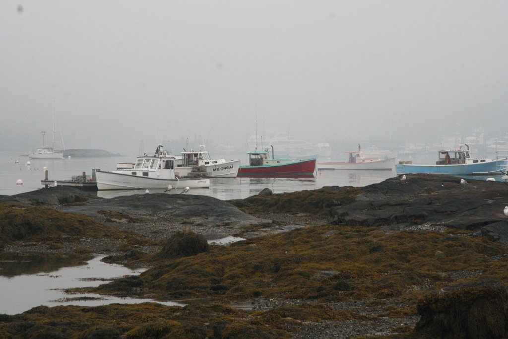 Resting in the fog by Flatstone