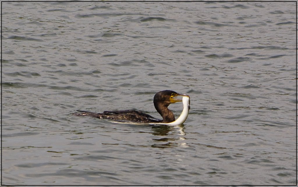 Pêche miraculeuse by ch' caf'