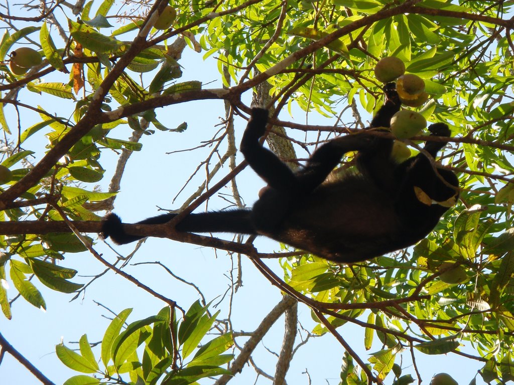 MONO COMIENDO MANGOS-CARRILLO GTE-COSTA RICA by Yamil Herrera A