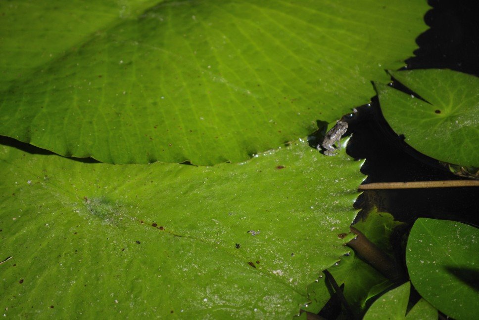 Frog and Lily pad Botanic Gardens by VW