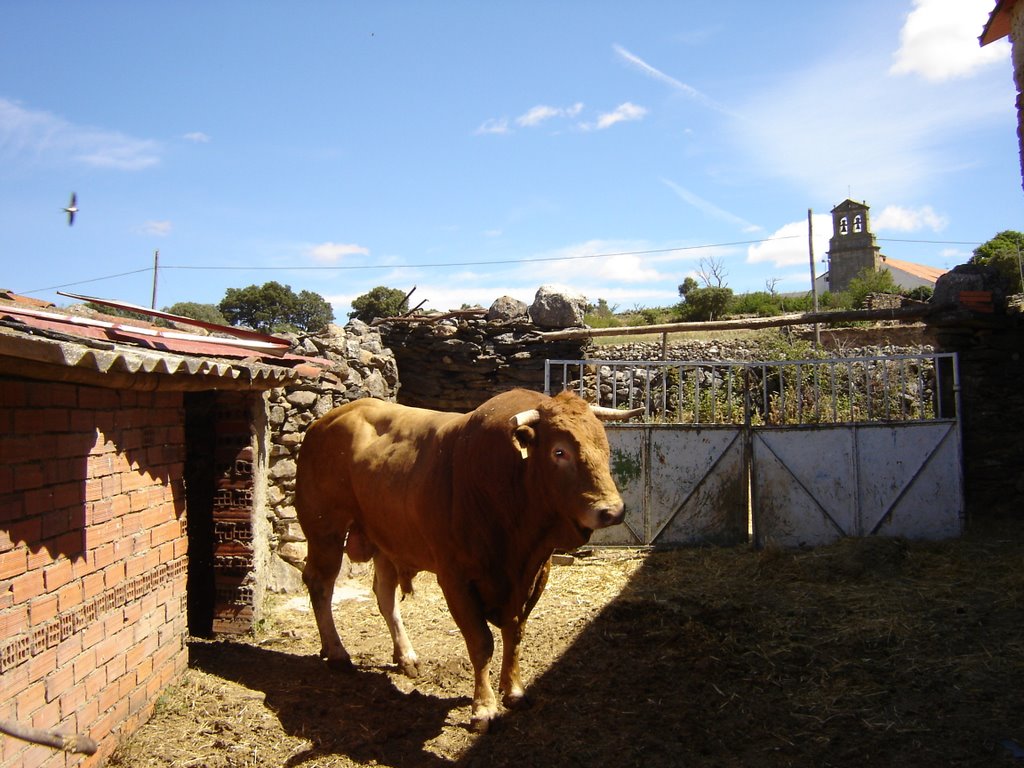 El toro de Miguel by joaquinientos