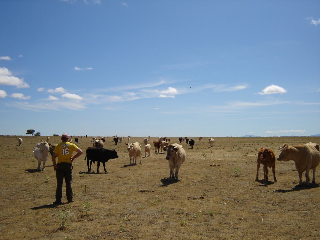 Las vacas del Pueblo 1 by joaquinientos