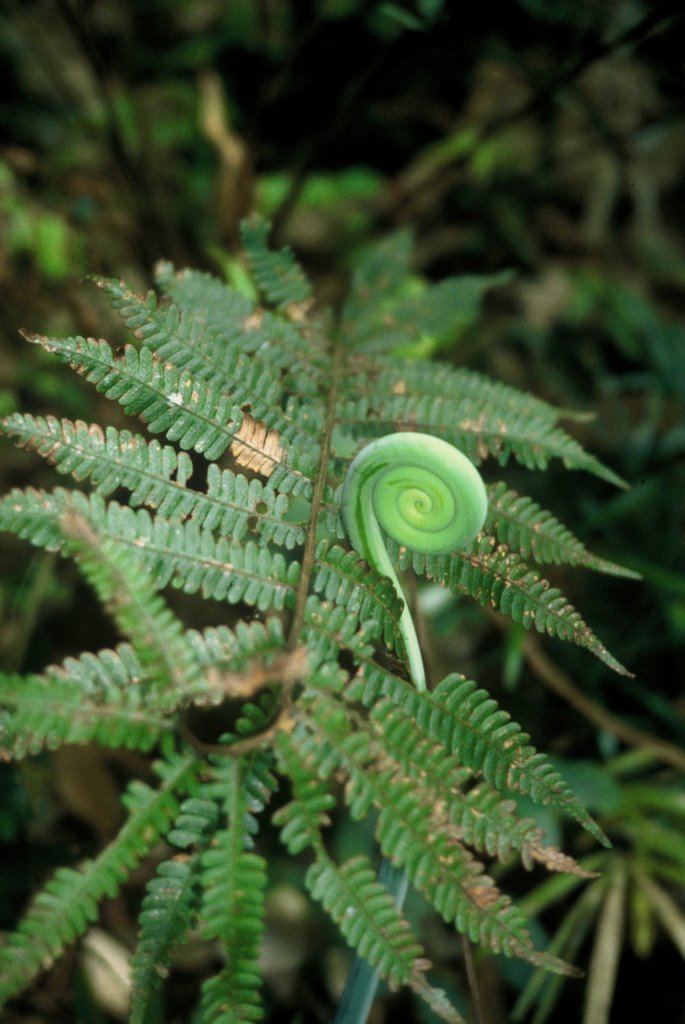 Rainforest fern baby, February 2001 by JirkaN