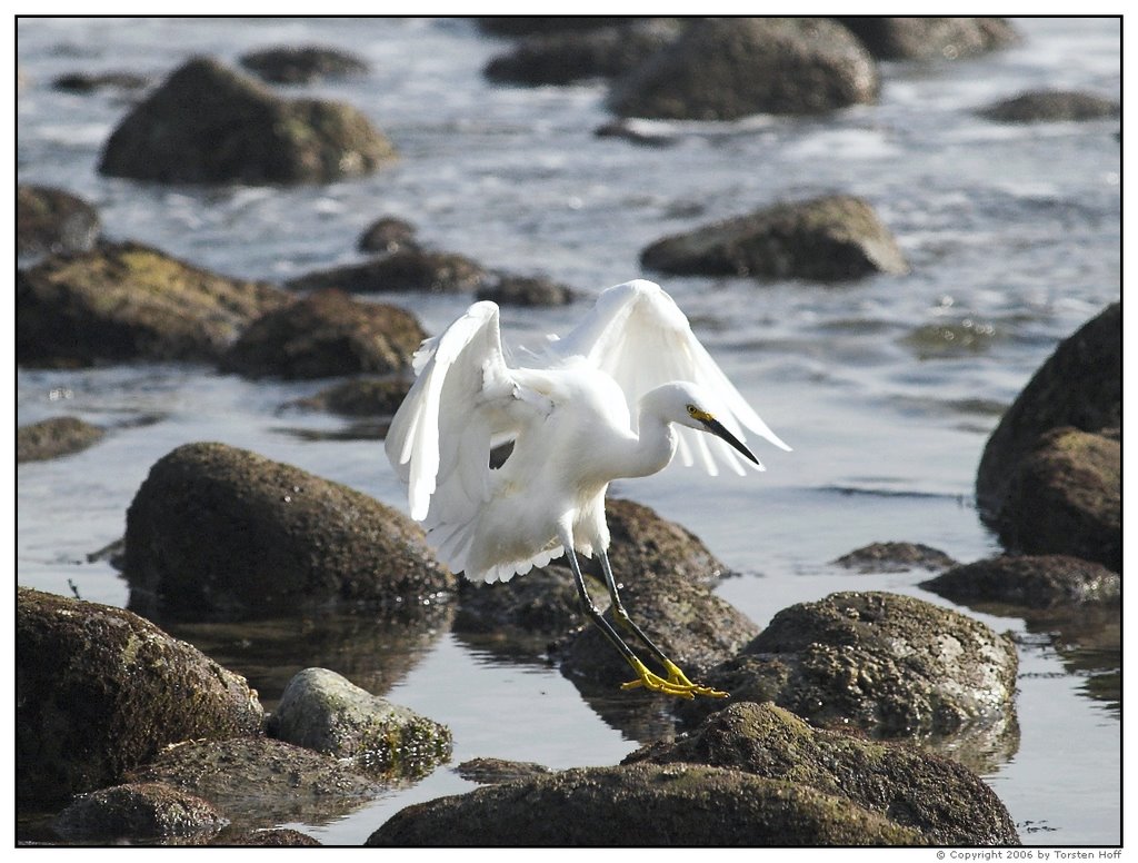 Egret in surf near Malibu Colony by THoff