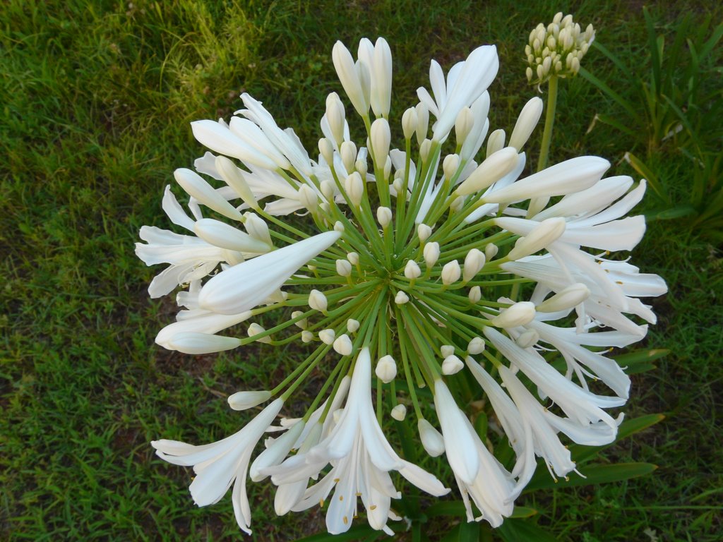 White flower by DerMarci