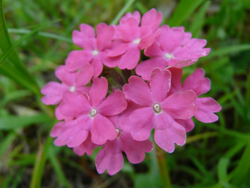 Pink flower 2 by DerMarci