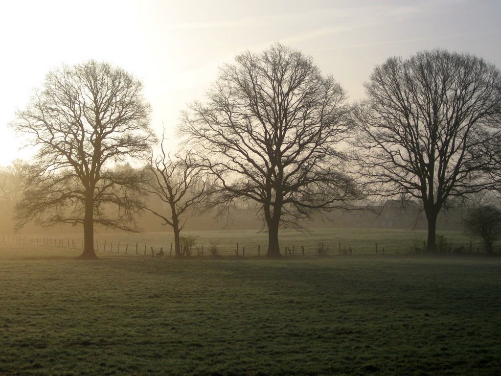 Morgens am Tannenhof (Lemsahl-Mellingstedt). by Hans Wolters