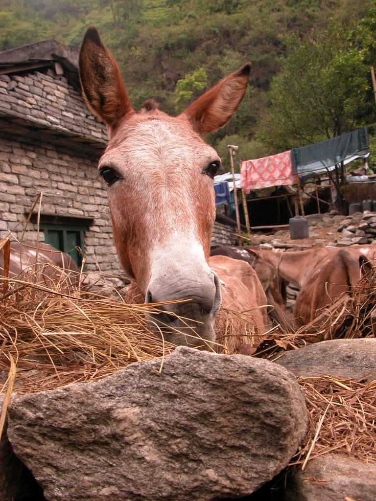 The mules get a rest and a snack at Guithe by Philipp Gaertner