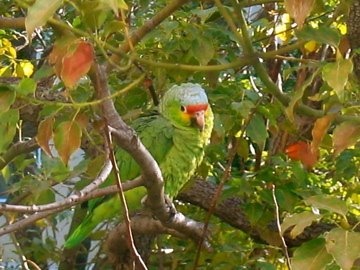 Amazona autumnalis (Red-lored Amazon) by Kveldalf