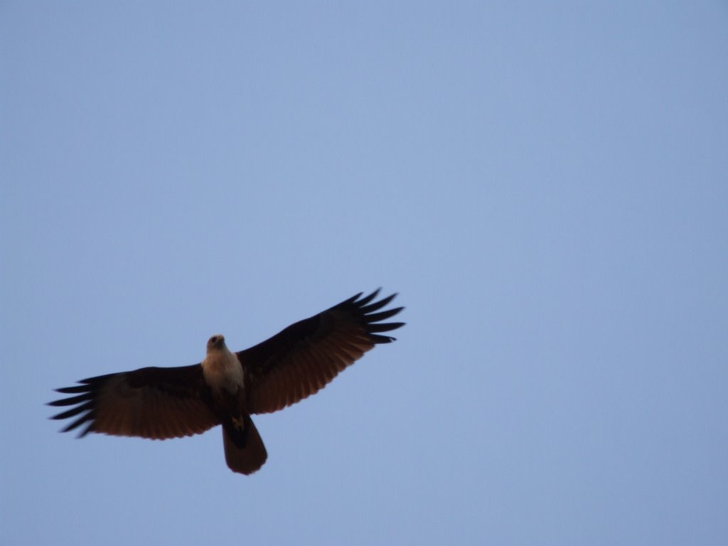 A sea eagle seen from The Brunton Boat Yard jetty by Thom Goddard