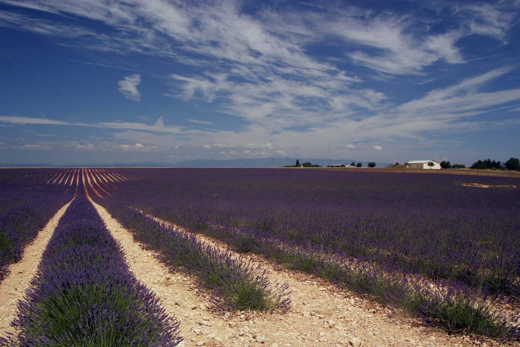 Fields of Lavander, Valensole, Provence by andrejpet