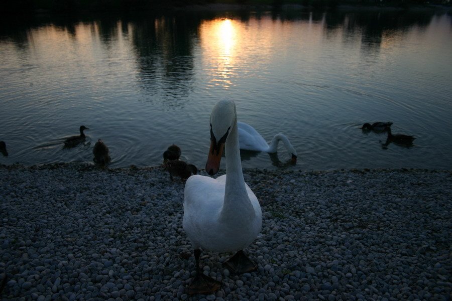 Croatian Swan by Dino Novosel