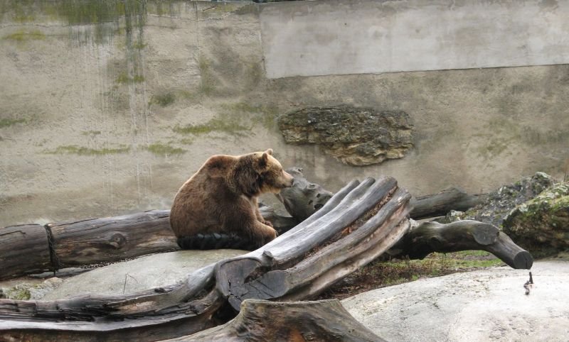 Bojnice ZOO (Бойнице, зоопарк, медвед) by E. Smirnov