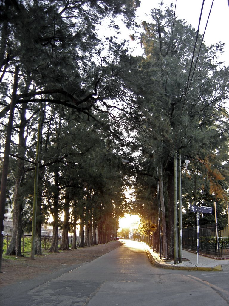 Sendero Arboles Calle Rivadavia by Pablo Gaston Sola