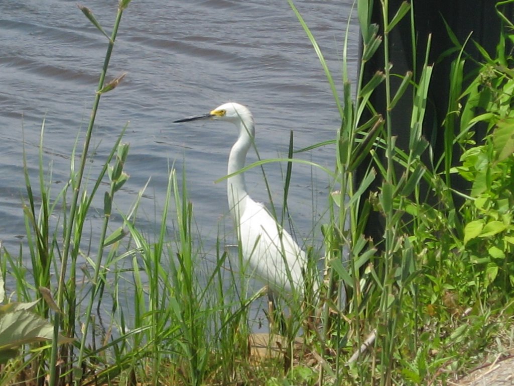 Snowy Egret by Chris Sanfino