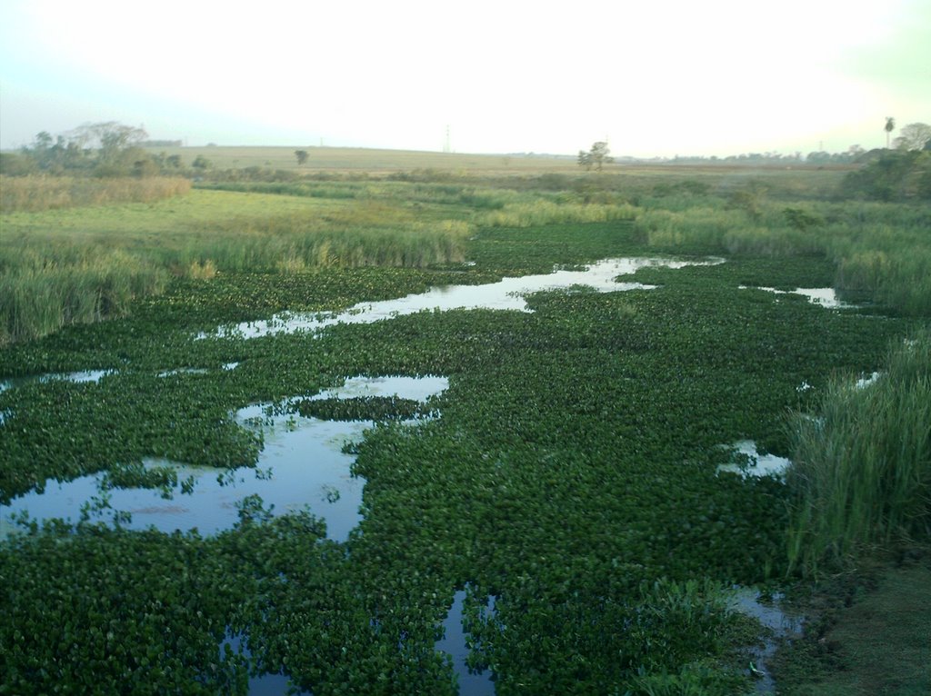 Várzea Ribeirão Baixotes - BGI - Sp - Brasil by Reinaldo Natali