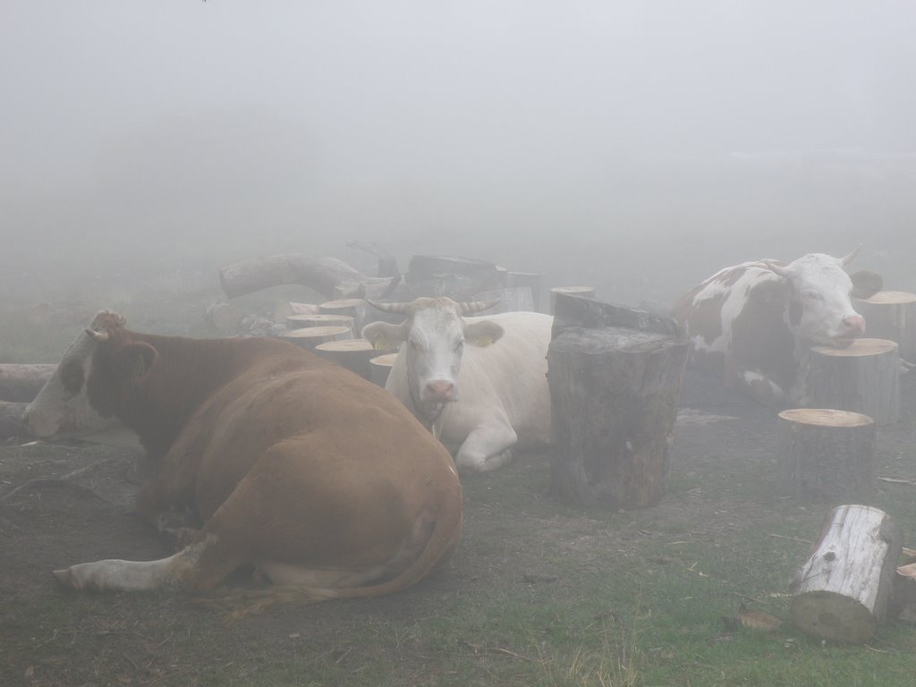 Cows in the fog by primaru