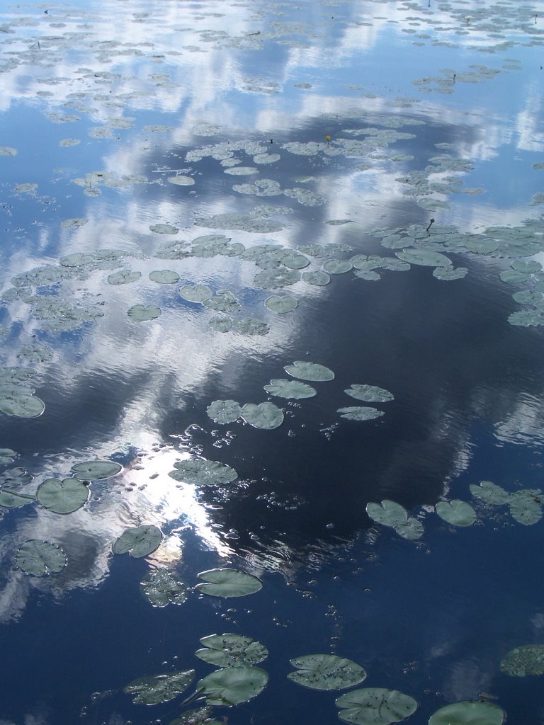 Federsee mit Seerosen (Mummeln), ruhige Wasserfläche by LadyCG