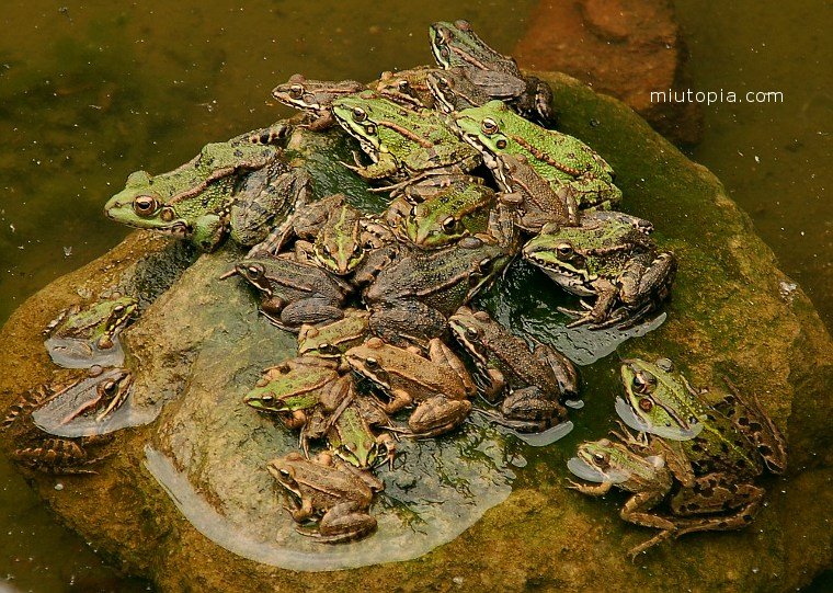 Tropecientas ranas by Oscar Sánchez Requena