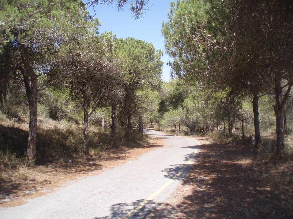 Pista de acceso a las dunas de Guardamar by xabier3007