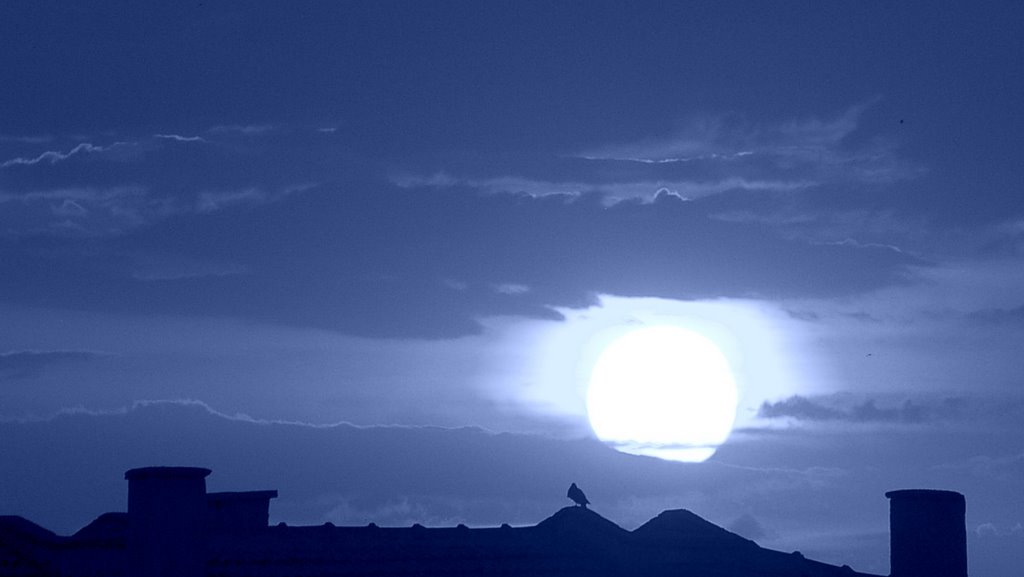 Bird on the roof by Serdar Bilecen