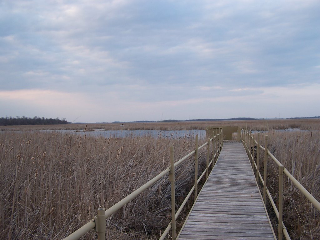 Swan Lake Handicap Hunting Boardwalk by kristyann