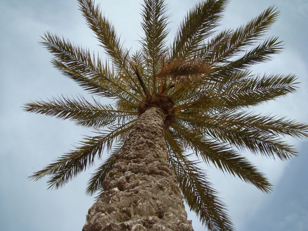 Palm, Tunisia by Andrii Skoryk