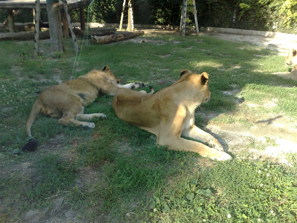 Parko Zoo Lignano (Löwen/Lions) by dan992