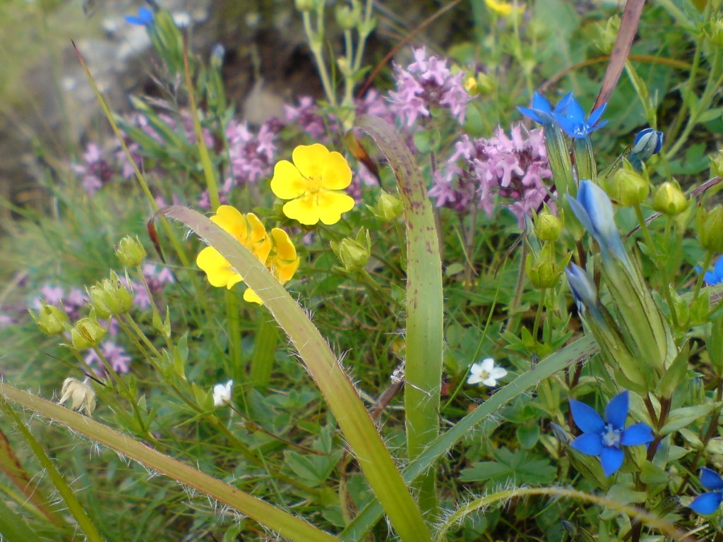 Fleurs. Juillet 2007 by anagh