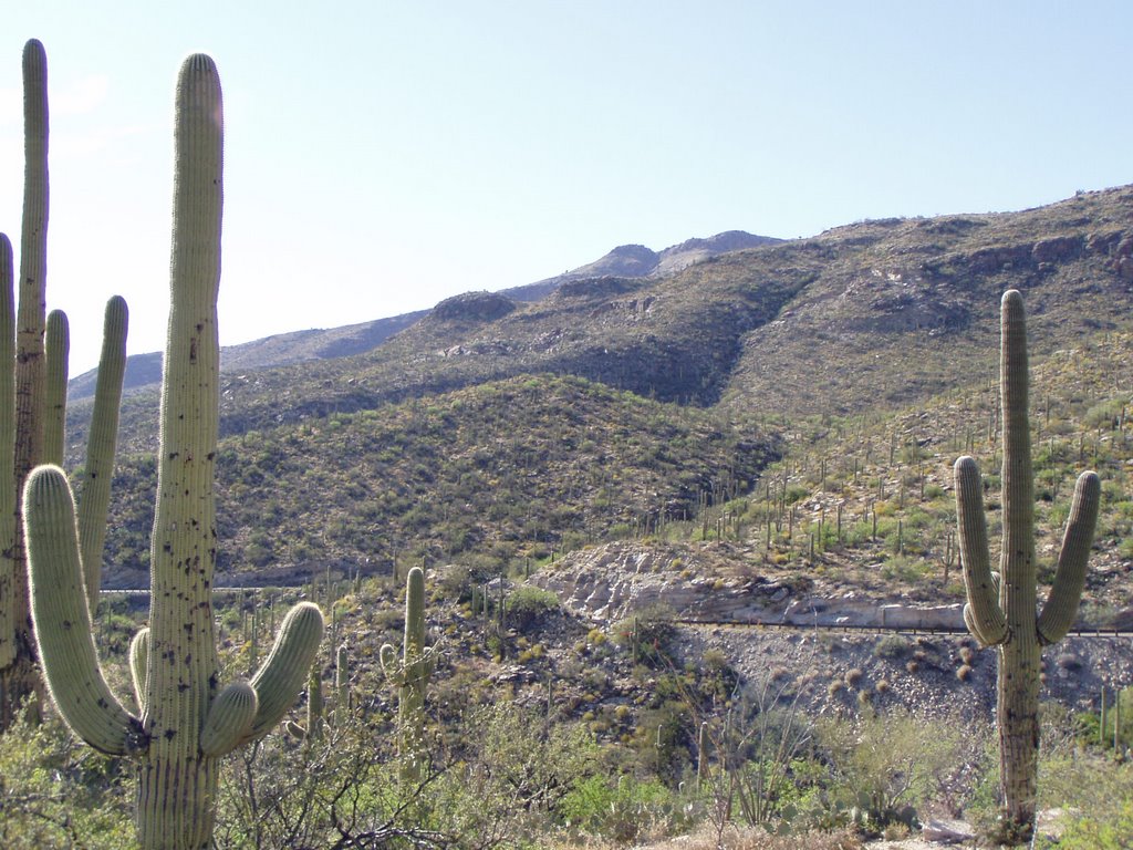 Saguaro cactus along Catalina Hwy. by mac4run