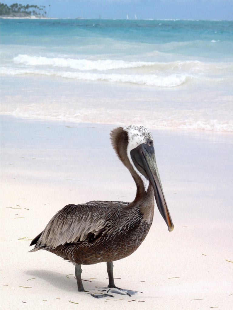 Pelican on the beach in Bavaro, Dominican Republic by SammySambo76