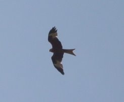 Red Kite in Mowbray Field by wedge35