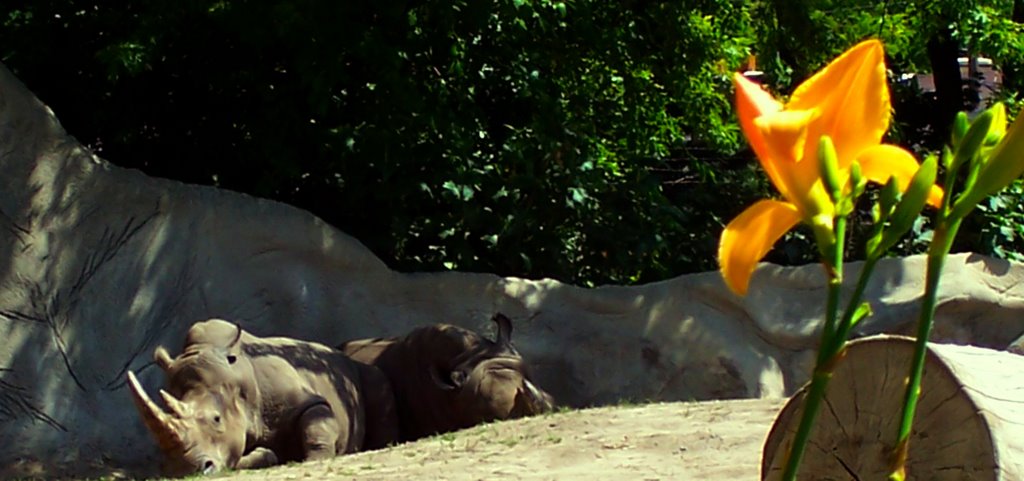 Rhinoceros at the Detroit Zoo near Huntington Woods Michigan USA by global_ant0n1us