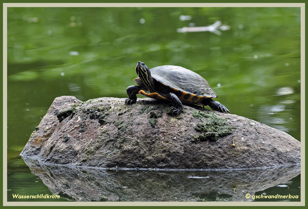 Kanadische Rotwangen-Schmuckschildkröte by gschwandtner bua