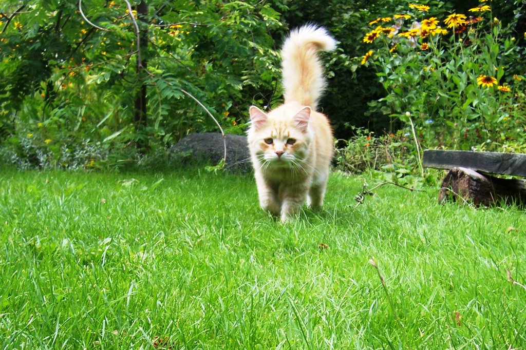 Warsaw, Ursynov - Borys in the garden; JUL 2009 by MUSZKA™