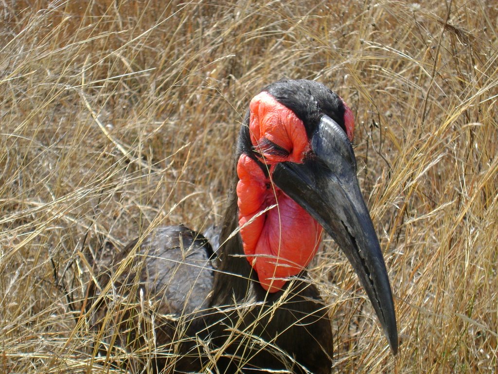 Eyelashes of note, Ground Hornbill, KNP Jul-09 by Colin Summersgill