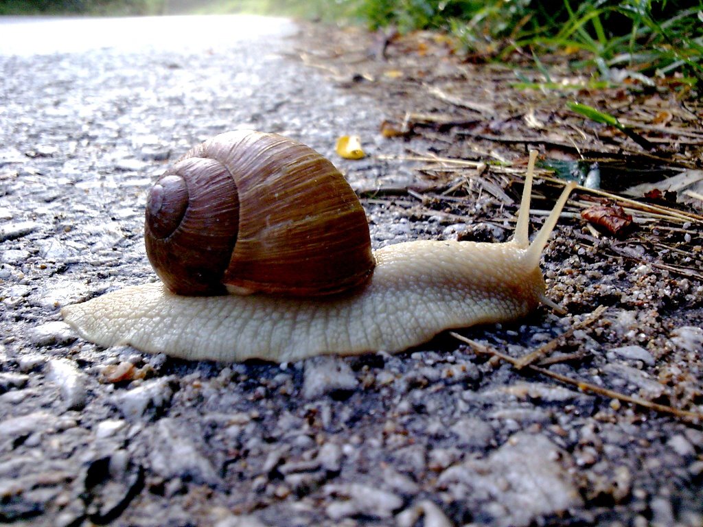 Snail Near Rozovo //2009// by -Nikolay Shopov-