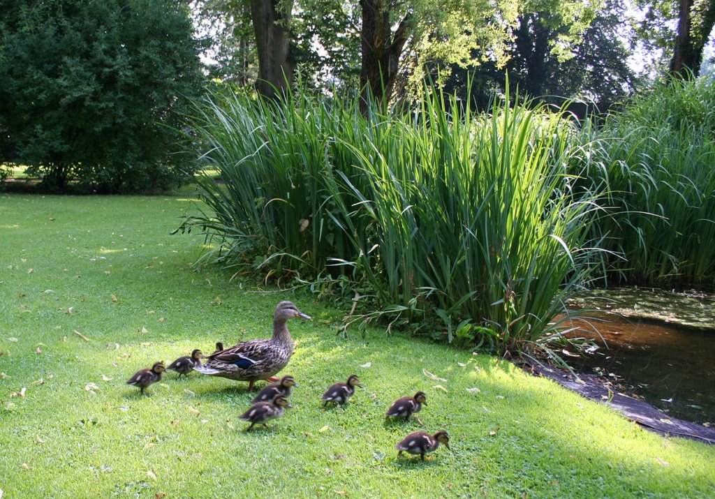 Innsbruck_Hofgarten_Ente-mit-8-Kücken by TomTX