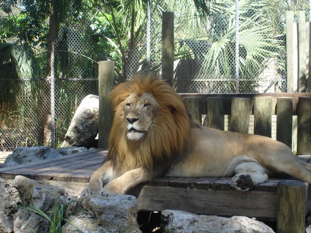 Leo the Lion at Naples Zoo by ScottEichert