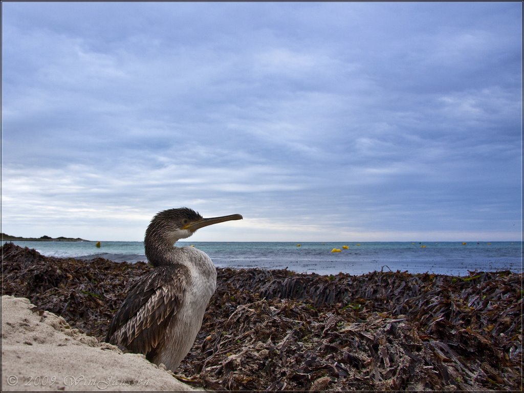 Great Cormorant #3 - Phalacrocorax carbo (Aalscholver), Punta Prima, Menorca, Spain by Green Knee