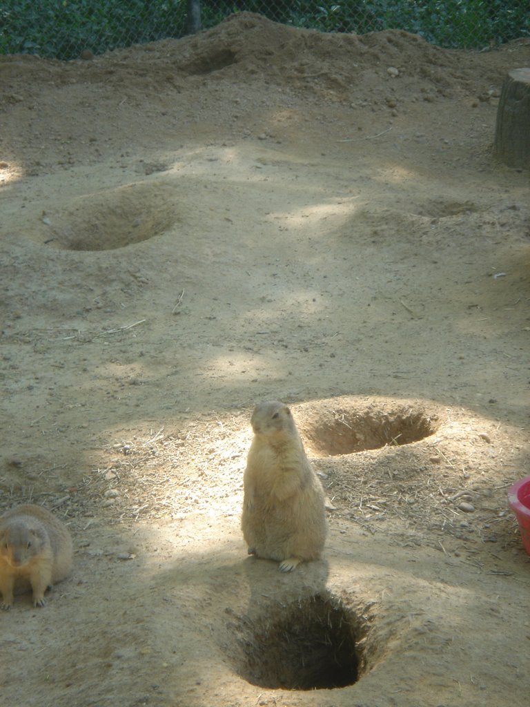 Prairie Dog at Staten Island Zoo by Robert Reichenbach