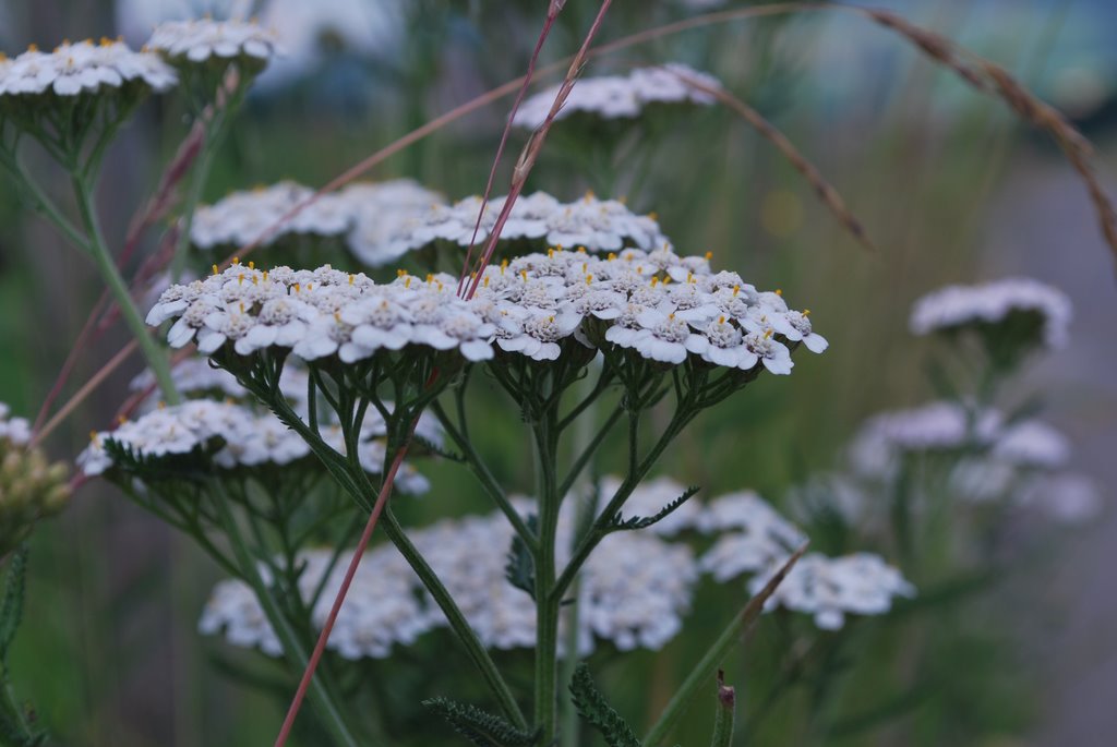 Flore le long du Sentier des Pauvres by Christian Rigolet