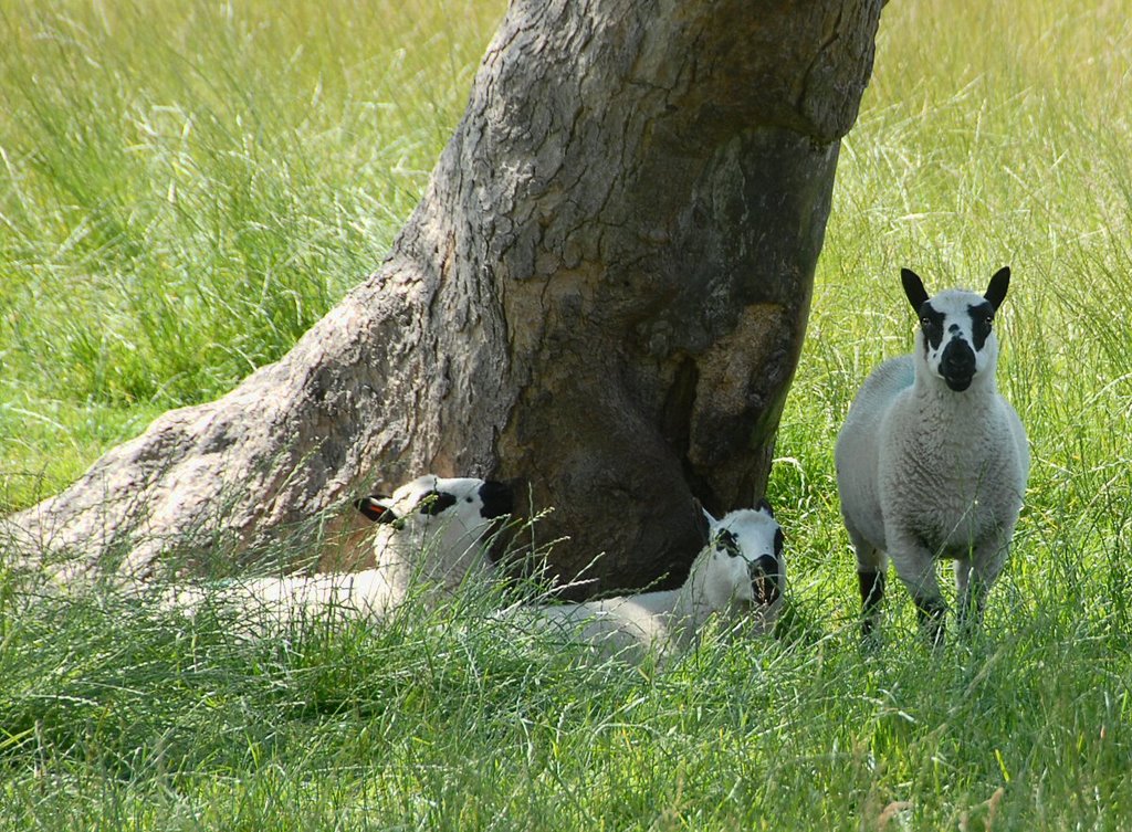 Resting in the Shade by David Humphreys