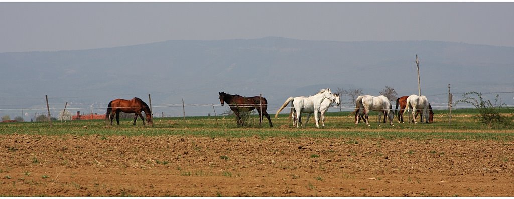 Narda, 9793 Hungary by Tamás Németh