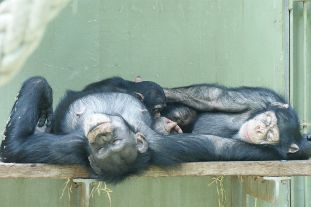 Family idyll by Jens Cederskjold