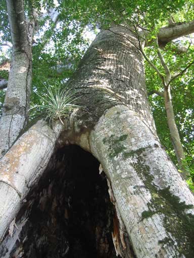 Ceiba en San Andres Islas, Colombia by Eduardo Barreto