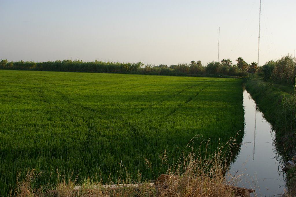 Arrozales en El palmar (La Albufera) by JOSE FRANCISCO Balle…