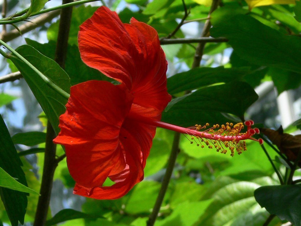 Amsterdam - Hortus Botanicus by jasonvy7