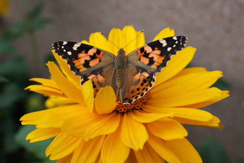 Blume mit Schmetterling_03 by S.Griesbach