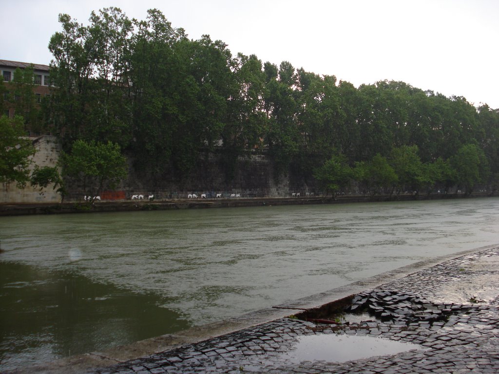 Alameda en rio tiber. by ROBERT MORANCHO